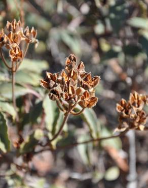 Fotografia 13 da espécie Cistus laurifolius no Jardim Botânico UTAD