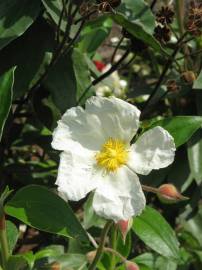 Fotografia da espécie Cistus laurifolius