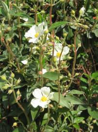 Fotografia da espécie Cistus laurifolius