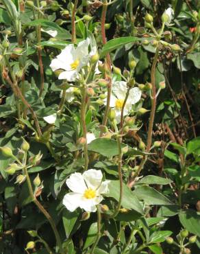 Fotografia 16 da espécie Cistus laurifolius no Jardim Botânico UTAD