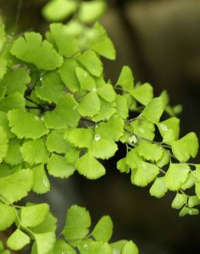 Fotografia 11 da espécie Adiantum capillus-veneris no Jardim Botânico UTAD