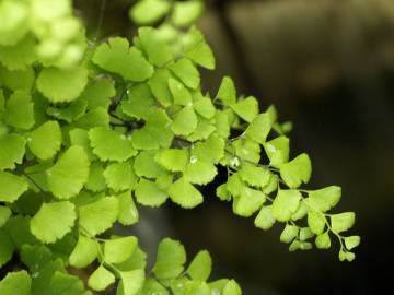 Fotografia da espécie Adiantum capillus-veneris