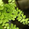 Fotografia 11 da espécie Adiantum capillus-veneris do Jardim Botânico UTAD