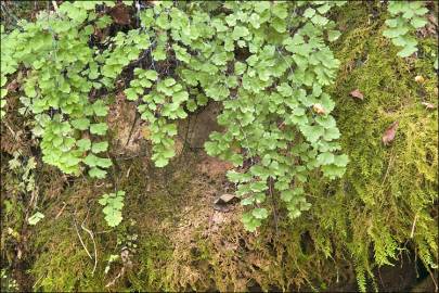 Fotografia da espécie Adiantum capillus-veneris