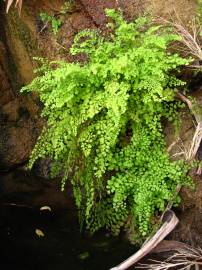 Fotografia da espécie Adiantum capillus-veneris