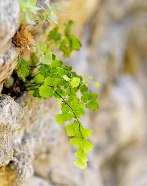 Fotografia 14 da espécie Adiantum capillus-veneris no Jardim Botânico UTAD