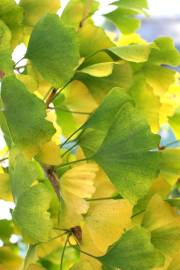 Fotografia da espécie Adiantum capillus-veneris