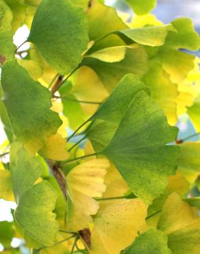 Fotografia 15 da espécie Adiantum capillus-veneris no Jardim Botânico UTAD