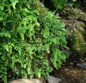 Fotografia da espécie Adiantum capillus-veneris