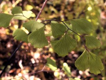 Fotografia da espécie Adiantum capillus-veneris