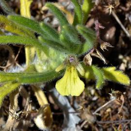 Fotografia da espécie Ajuga iva var. pseudoiva