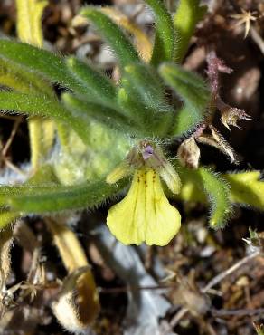 Fotografia 3 da espécie Ajuga iva var. pseudoiva no Jardim Botânico UTAD