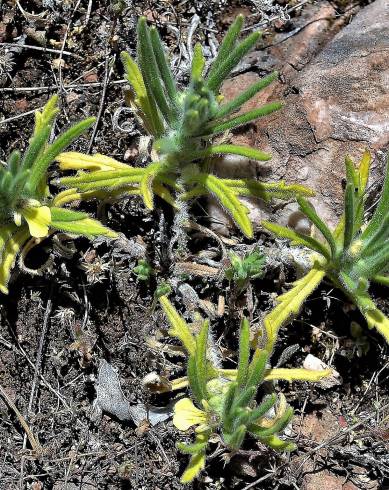 Fotografia de capa Ajuga iva var. pseudoiva - do Jardim Botânico