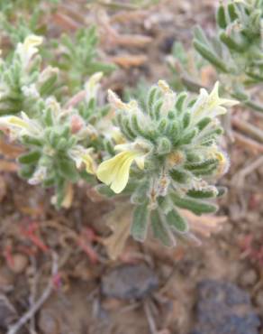 Fotografia 6 da espécie Ajuga iva var. pseudoiva no Jardim Botânico UTAD