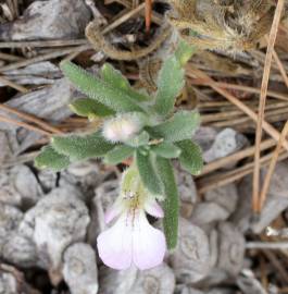 Fotografia da espécie Ajuga iva var. pseudoiva