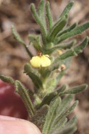 Fotografia da espécie Ajuga iva var. pseudoiva