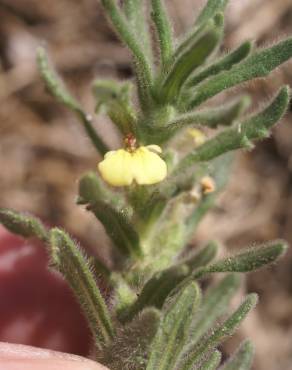 Fotografia 8 da espécie Ajuga iva var. pseudoiva no Jardim Botânico UTAD