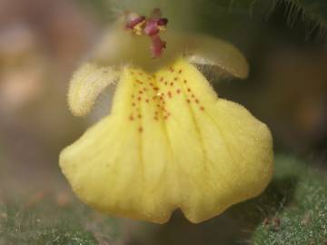 Fotografia da espécie Ajuga iva var. pseudoiva