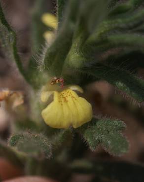 Fotografia 11 da espécie Ajuga iva var. pseudoiva no Jardim Botânico UTAD