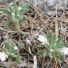 Fotografia 15 da espécie Ajuga iva var. pseudoiva do Jardim Botânico UTAD