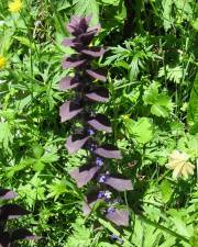 Fotografia da espécie Ajuga pyramidalis