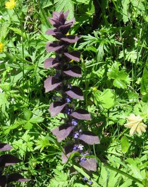 Fotografia 1 da espécie Ajuga pyramidalis no Jardim Botânico UTAD