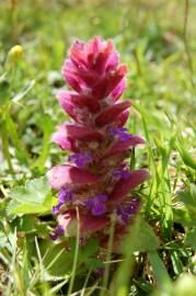 Fotografia da espécie Ajuga pyramidalis