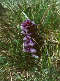 Fotografia da espécie Ajuga pyramidalis