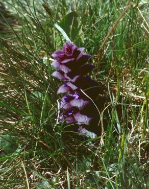 Fotografia 5 da espécie Ajuga pyramidalis no Jardim Botânico UTAD