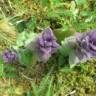 Fotografia 8 da espécie Ajuga pyramidalis do Jardim Botânico UTAD