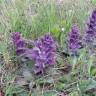 Fotografia 9 da espécie Ajuga pyramidalis do Jardim Botânico UTAD