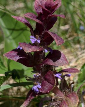 Fotografia 10 da espécie Ajuga pyramidalis no Jardim Botânico UTAD