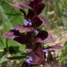 Fotografia 10 da espécie Ajuga pyramidalis do Jardim Botânico UTAD