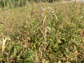 Fotografia da espécie Polygonum hydropiper