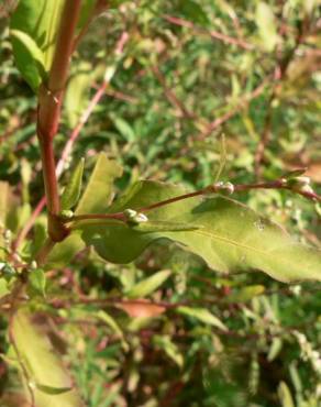 Fotografia 6 da espécie Polygonum hydropiper no Jardim Botânico UTAD