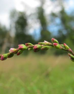 Fotografia 7 da espécie Polygonum hydropiper no Jardim Botânico UTAD