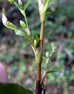 Fotografia 8 da espécie Polygonum hydropiper no Jardim Botânico UTAD