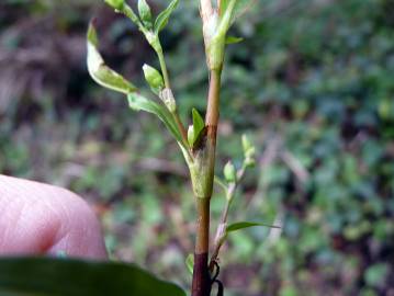 Fotografia da espécie Polygonum hydropiper