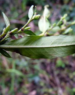 Fotografia 9 da espécie Polygonum hydropiper no Jardim Botânico UTAD