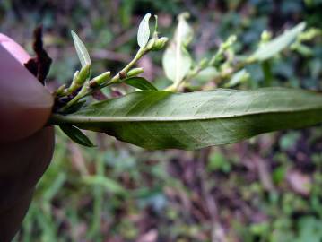 Fotografia da espécie Polygonum hydropiper