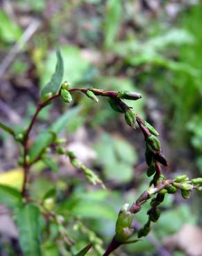 Fotografia 10 da espécie Polygonum hydropiper no Jardim Botânico UTAD