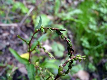 Fotografia da espécie Polygonum hydropiper