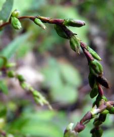 Fotografia da espécie Polygonum hydropiper