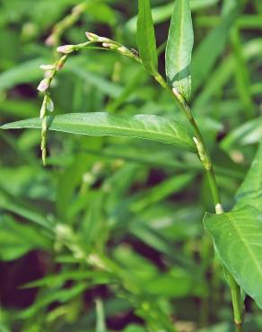 Fotografia 16 da espécie Polygonum hydropiper no Jardim Botânico UTAD