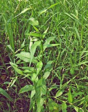 Fotografia 17 da espécie Polygonum hydropiper no Jardim Botânico UTAD