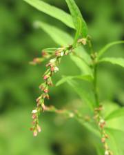 Fotografia da espécie Polygonum hydropiper