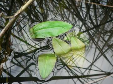 Fotografia da espécie Potamogeton polygonifolius