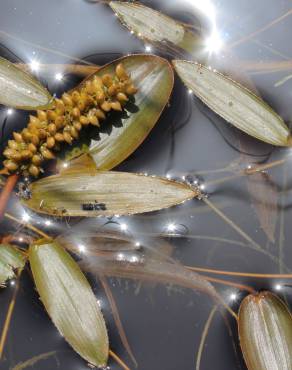 Fotografia 5 da espécie Potamogeton polygonifolius no Jardim Botânico UTAD