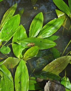 Fotografia 7 da espécie Potamogeton polygonifolius no Jardim Botânico UTAD