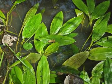 Fotografia da espécie Potamogeton polygonifolius